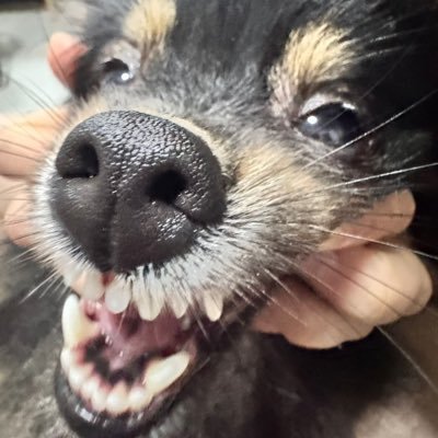 itslaurmoraes's profile picture. perfil administrado por doze ou mais personalidades, depende o dia.