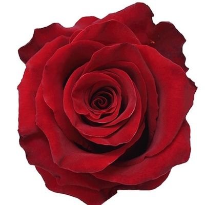 RacTheLady's profile picture. A New Englander living in fly over country. #LDS #Happilymarried 42+ yrs. If I offend someone by accident - its a slow day! #UltraMAGA No DMs! #pureblood
