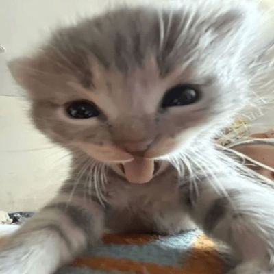 laxnoche's profile picture. • MuTeLuv: Fist Foot Fusion
• Friendshit Forever
• Runaway
• Love Design
• Player Yuri
• My Safe Zone
• ClaireBell
• Poisonous love