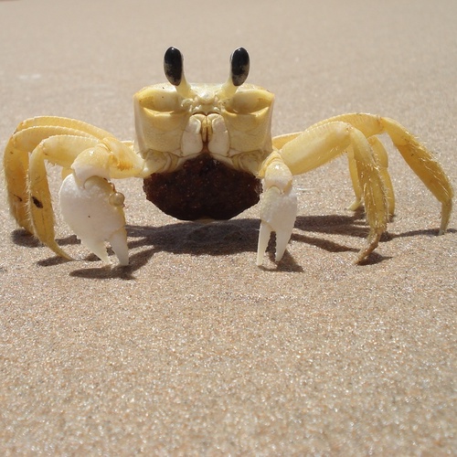 tuliobarros's profile picture. 