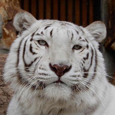 kage_tora3's profile picture. どんなことをしてもあなたが一番、募る想い、夜に弾けて星の輝き見つめRemember smile