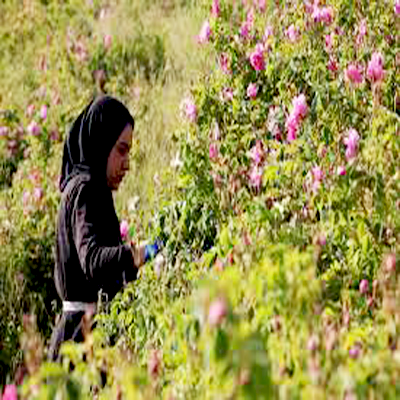 tahere_ahktari's profile picture. نیمچه باغبون | ته تغاری | شاگرد زرنگ