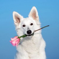 Chan WTS KAVETHAM NAMECARD ARANARA PET (@slam6972) 's Twitter Profile