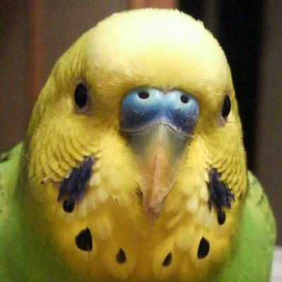 Sekisei0805's profile picture. クロマニヨンズと鳥が好きです☺

無言フォロー失礼いたします🐤