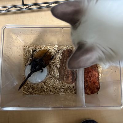 5526fhxyhfLtJ21's profile picture. マンディを中心に大型種のブリードしてます。 まだ歴が浅いので分からない事だらけですが色々と調べて挑戦中💪