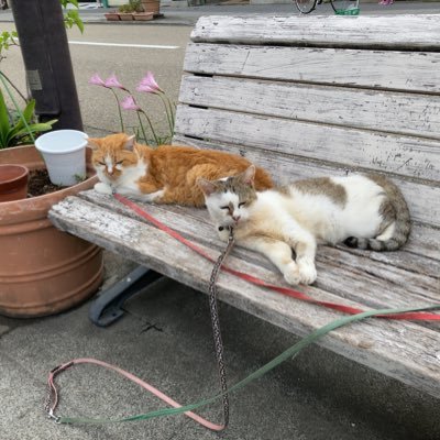 riorararin's profile picture. 