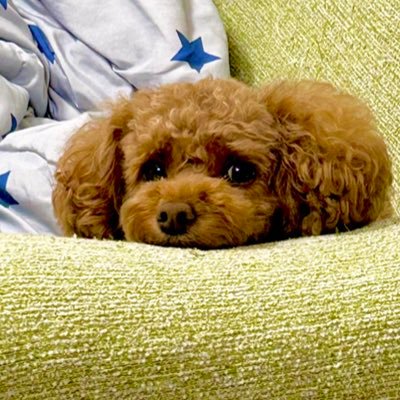 fukurai0358's profile picture. 株💹とスロ🎰と高校野球⚾️とイッヌ🐶と相互フォロー&フォロバ100🤝