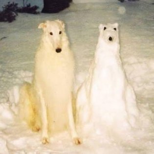 funsilentvoice's profile picture. retard trader @dumpster_dao