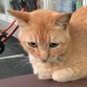 enokou19670301's profile picture. 愛媛出身ですが、沖縄へ2度の転勤(県民通算17年)、大阪も2度の転勤(府民通算20年) 。たわいのない事をつぶやきます😄 19才からほとんどセルフダイビング。潜りたい時におさんぽ気分で😙。他にもネコ😺星⭐️車🚙大好き✨ 妻は宮古人だけど私はオトーリ苦手。無言フォロー失礼します。DMは基本❌
