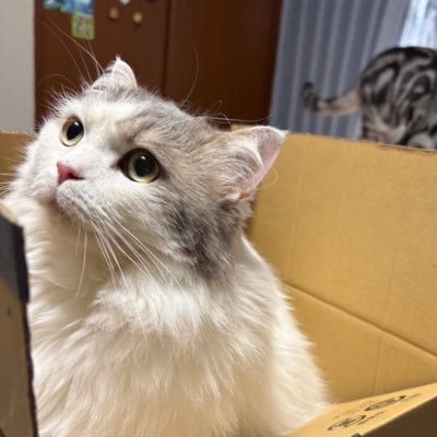 staygold816's profile picture. オシャレな奴には敵わない。パンクロック、イヤホン好き