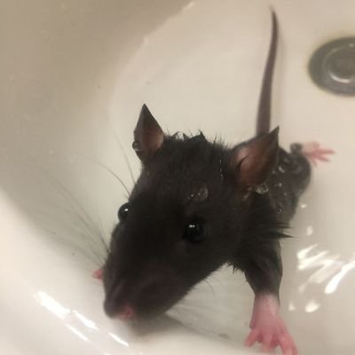 Beverly38994186's profile picture. if you're reading this send me a dick pic :3 (anyone) 

let's be friends  ˃ 𖥦 ˂