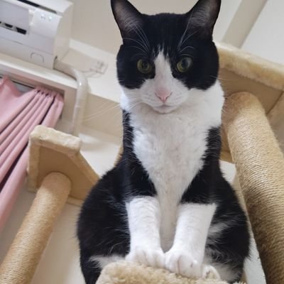 🍳🐱17854🎸🌏さんのプロフィール画像