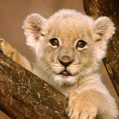 Z232J's profile picture. 