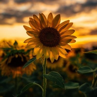 Anonymousb26074's profile picture. #FarrhanaBhatt FTW🏆