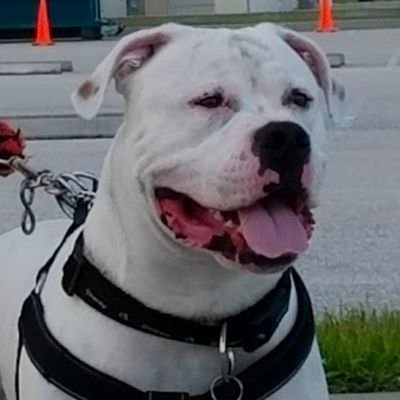 ASanchezs65's profile picture. ♿ Chronic PAIN, CRPS, Autoimmune, MECFS,
Breast Ca ETHICAL Drs, NO HATE. MBC Research, Yoga. Nature📸
Gma of 3🩷💙🩷 mom 2 Mack the Bulldog💙🐾