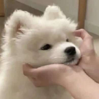 gallrychuph's profile picture. 