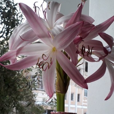 Rahmaqa2024's profile picture. @rahmamazen93 … فخلوني لآهاتي