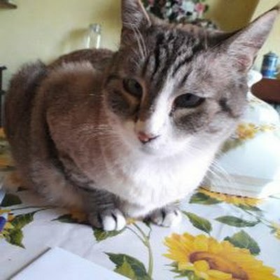AntonioGad45341's profile picture. 