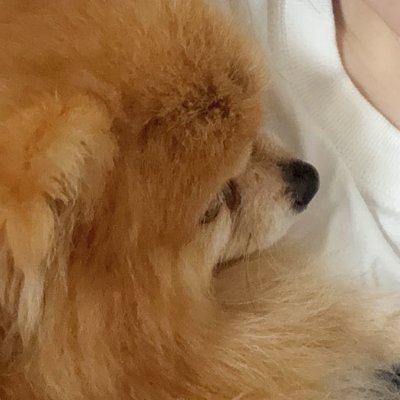 tettttttttsu_'s profile picture. ゆゆちゃん🐶