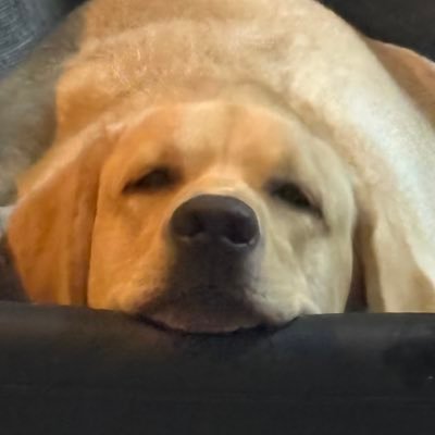 clover102304's profile picture. ラブラドールレトリーバーのはち💓2024年7月2日生まれ✨