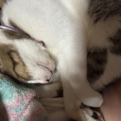 huyunomayuki's profile picture. 色々な事が好きな一般的なオタクです
好きな様にDMしていいですよ