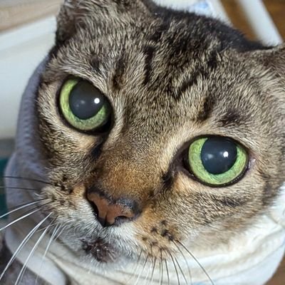 ₍₍⁽⁽ฅ(=ФωФ=)ฅ⁾⁾₎₎