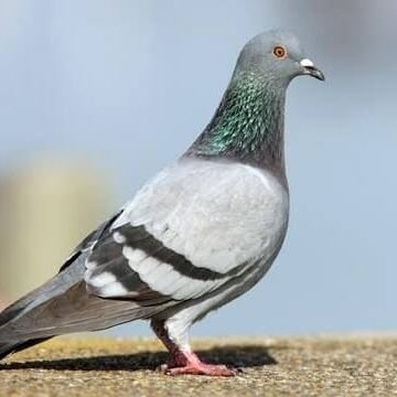 Maikudi2525's profile picture. Kindness is my strength, learning is my journey. Stay humble and keep growing.👍🙏