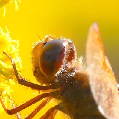 ttedonnakami's profile picture. 趣味は昆虫の写真や動画を撮影したりヴェーダの研究です。
中でも"ジョーティシュ占星学"は大好きです。
愛読書は"ラーマーヤン"と"古事記”です。
好きなアイドルは"乃木坂46"♪
トンボ中心の自然/家庭菜園(食の安全等)/空(気象)/ヴェーダの事/が中心のツイートです。
世界平和が1番　※DMは基本的に見ません！