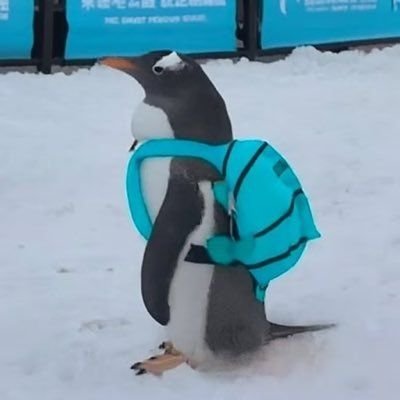 Original_sudais's profile picture. crazy meme rugger