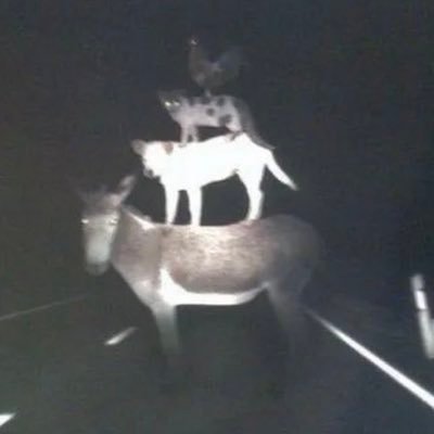 Die__oxo's profile picture. 닉넴 호록 : 성인 : 이리 : 코스어 : 교류보단 맞구독 선호 : 블