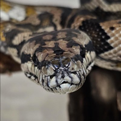 temtemnyan75's profile picture. 爬虫類と暮らしてます✨🐍×4 /🦎×5 / 🐸×3 / 🐌×1