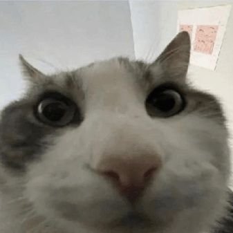 thissidepj's profile picture. I steal memes😶‍🌫️||CS'29