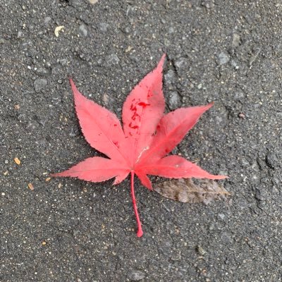 selfish_siozkn's profile picture. ゲーム情報とか配信者を見る用。通知切ってるので色々気づきません。いいね返しやフォロバは不要です。