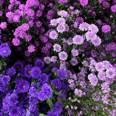 elyayayaa's profile picture. sal ❦ | ⟭⟬ ⁷