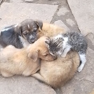 clark_rescue's profile picture. 🆘everyday animals are knocked, slaughtered for meat and killed in pain, I connect with you via https://t.co/KTfHEjbVCc