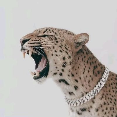 al_smar_360's profile picture. Shiller