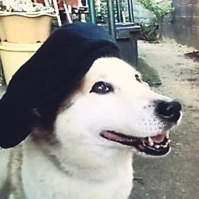 rock_n_rollock's profile picture. パチ、スロの推し活と自分の稼働を中心につぶやきます☺️応援したい演者さんが増えすぎて書ききれなくなりました🙇好きな芸人はエガちゃん🔥阪神タイガースも好きで甲子園に年に数回行ってます⚾️麻雀も打てるよ🀄️