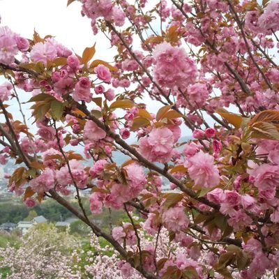 a3SDeqz4yy3289's profile picture. 元気にそしてかろやかに。
世界平和をめざして頑張ろう!
すべての人が幸せになる為に。