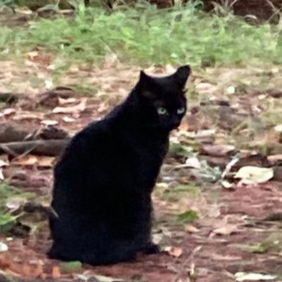 ネﾉﾚネさんのプロフィール画像