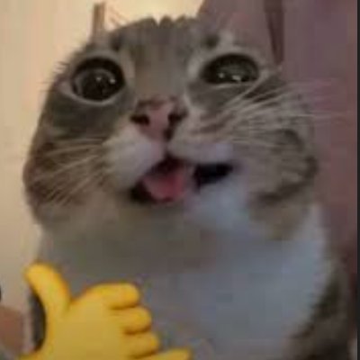 Bingus/bongus