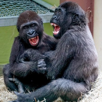 sadhuD868's profile picture. goon