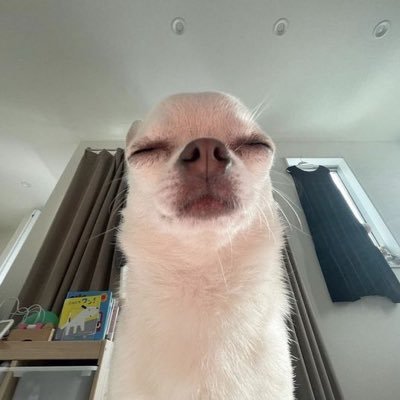 idnotfixed's profile picture. 너무 많은 ssibalsaekki들 in the 좃만한 country