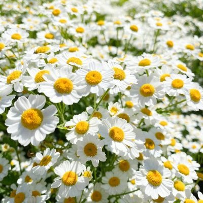 mudabrasil_01's profile picture. 