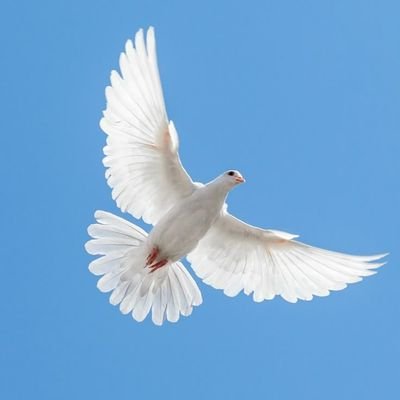 ThyObservant_'s profile picture. 𝐇𝐀𝐕𝐄 𝐘𝐎𝐔 𝐄𝐕𝐄𝐑 𝐒𝐄𝐄𝐍 𝐀 𝐅𝐀𝐋𝐋𝐄𝐍 𝐀𝐍𝐆𝐄𝐋?.