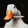 DEIAgainstMoms's profile picture. bad attitude