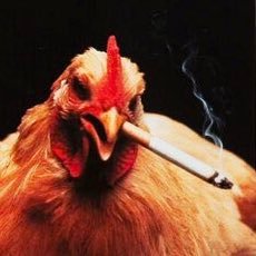 g/acc 🐗🐔🦅🐝🌞🇫🇷⚜️🦷🌝 | Gaulois de source | Compte d’appréciation de la Créatine | Pro-bonheur