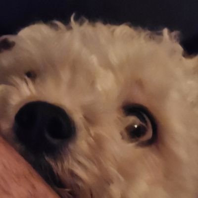 antitonystark's profile picture. tony stark stan 🐰