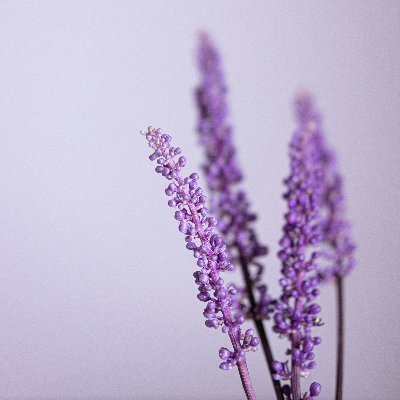 stargazer_akane's profile picture. 21+ | 🌟 main | i simply consume: reading, fanart, memes.
⚠️🔞i share N/SFW⚠️
•Semi-RP now ig•
🌠Mar 2024 ➡️ Linkon 🌠
❌LI/MC hater