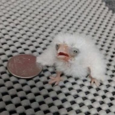 wetassprolo's profile picture. ici ca bz