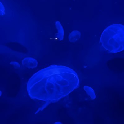 BlueBoltz333's profile picture. 